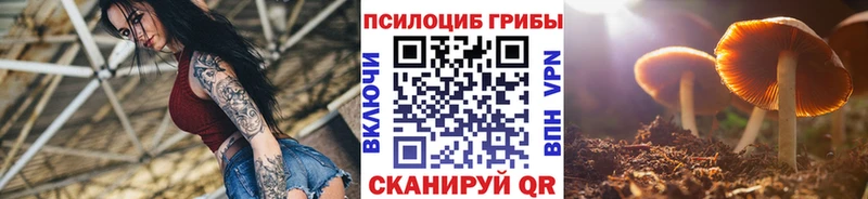 Псилоцибиновые грибы Psilocybe  Купить закладки  Карачаевск 